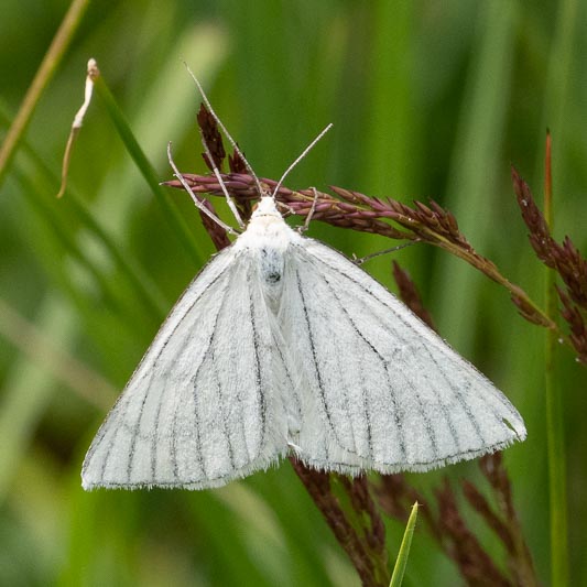 Siona lineata (Black-veined Moth).jpg